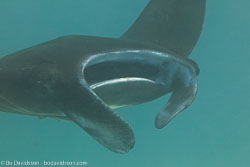 BD-111124-Raja-Ampat-5168-Manta-birostris-(Walbaum.-1792)-[Giant-manta.-Stillahavsmanta].jpg